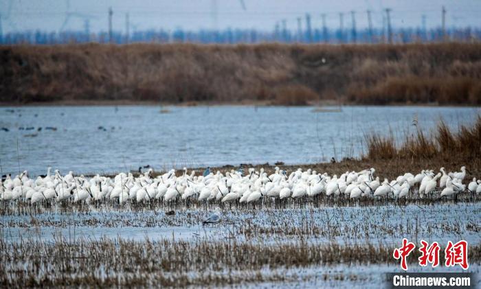 鳥兒在灘涂上棲息。(資料圖) 孫家錄 攝