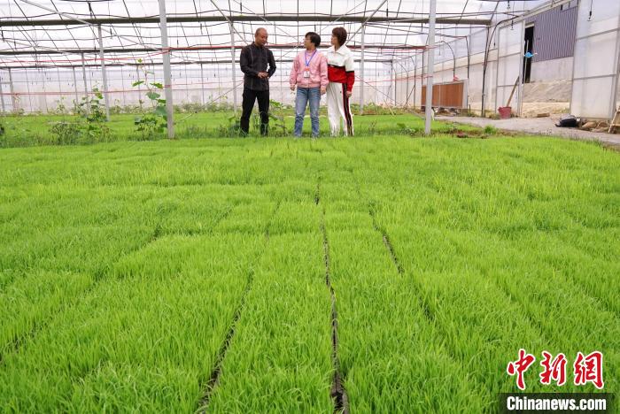圖為江西吉安市安?？h甘洛鄉(xiāng)洛豐農(nóng)機(jī)服務(wù)專業(yè)合作社理事長(zhǎng)周濤(左)在介紹新型大棚育秧技術(shù)。　王南山 攝