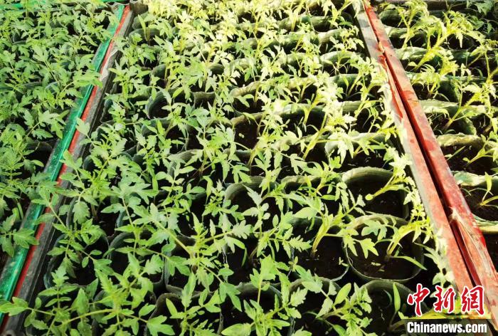 黑龍江省春耕生產(chǎn)已播種22139.2萬畝進度比去年同期快