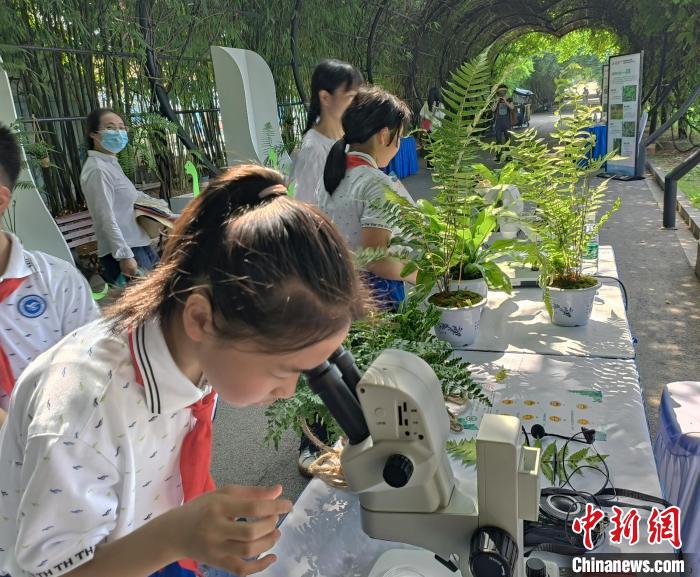 一位學(xué)生正在用顯微鏡觀察蕨類植物?！√菩∏?攝