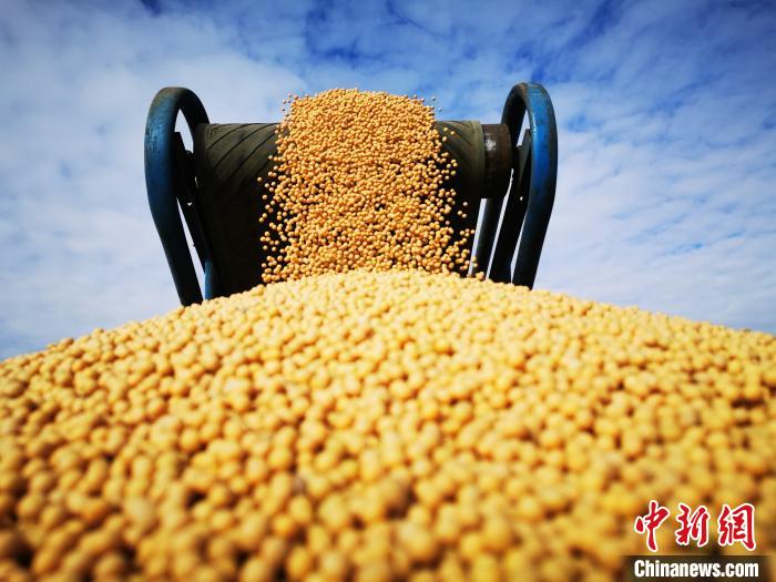 圖為高油大豆清選。　黃艷雙 攝