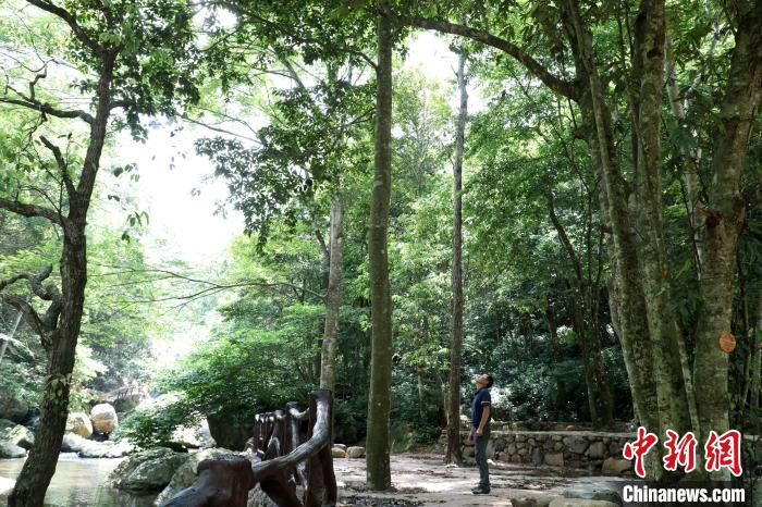 廣西大瑤山國家級(jí)自然保護(hù)區(qū)管理中心原副主任譚海明在觀察大瑤山瓊楠。　劉維 攝