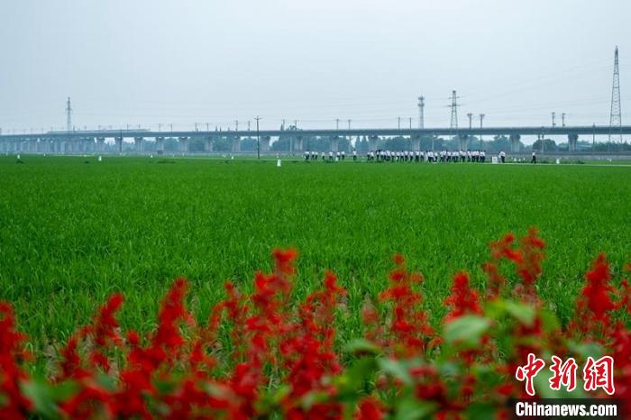 眉山市東坡區(qū)太和鎮(zhèn)永豐村高標(biāo)準(zhǔn)農(nóng)田一角?！⒅铱?攝