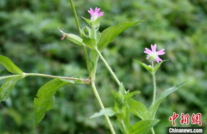 鄂西蠅子草(資料圖) 后河保護(hù)區(qū)管理局 供圖 鄂西蠅子草(資料圖) 后河保護(hù)區(qū)管理局 供圖