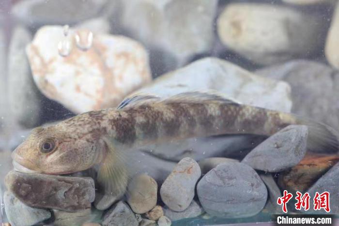 后河吻蝦虎魚(資料圖) 后河保護(hù)區(qū)管理局 供圖 后河吻蝦虎魚(資料圖) 后河保護(hù)區(qū)管理局 供圖