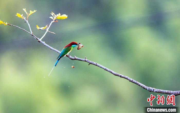 圖為藍(lán)喉蜂虎捕捉到蝴蝶作美餐?！〗绿m 攝