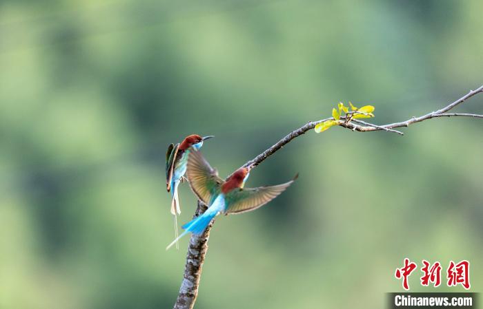 眼下藍(lán)喉蜂虎正處于求偶期。　江月蘭 攝