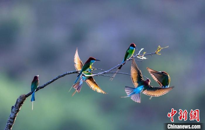 圖為藍(lán)喉蜂虎在枝頭上歡快跳躍、自由嬉戲?！〗绿m 攝