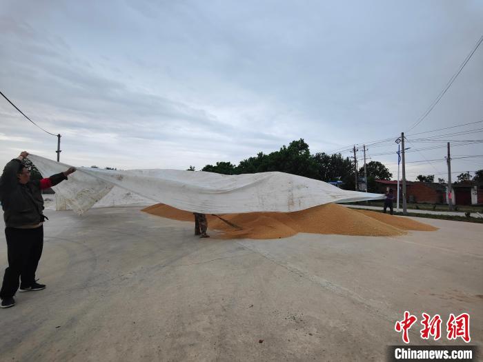 圖為工作人員用塑料布覆蓋麥堆，以防雨淋?！畲笥?攝