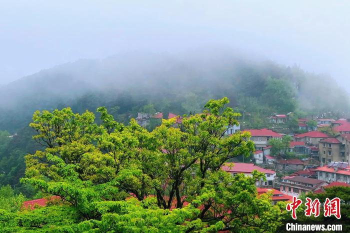 站在別墅庭院的涼亭抬頭望去，滿目蒼翠、云霧繚繞?！蛆i泉 攝