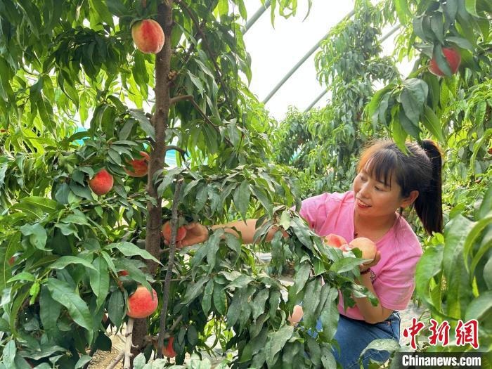 采摘水蜜桃。　劉丹 攝