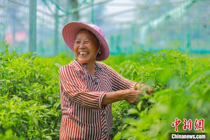 王母渡鎮(zhèn)濃口村無公害蔬菜基地的大棚內(nèi)，種植戶穿梭其間采收已經(jīng)成熟的辣椒?！⊙橏?攝