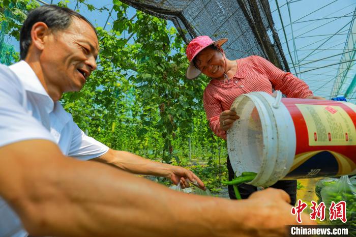 王母渡鎮(zhèn)濃口村無公害蔬菜基地的大棚內(nèi)，種植戶穿梭其間采收已經(jīng)成熟的辣椒?！⊙橏?攝