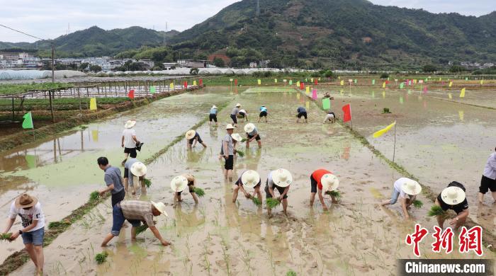 臺港澳同胞認(rèn)領(lǐng)“家鄉(xiāng)一畝田”體驗農(nóng)耕樂趣