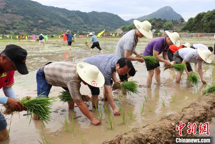 體驗農(nóng)耕樂趣?！×珠派?攝