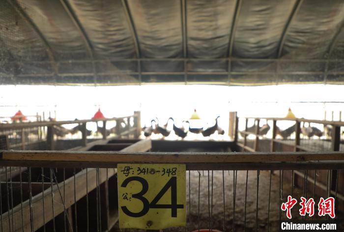 肥西縣銘傳鄉(xiāng)明航養(yǎng)殖基地一隅?！》市?攝