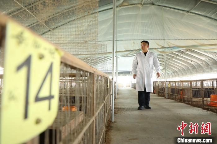 王勇在肥西縣銘傳鄉(xiāng)明航養(yǎng)殖基地指導(dǎo)?！》市?攝