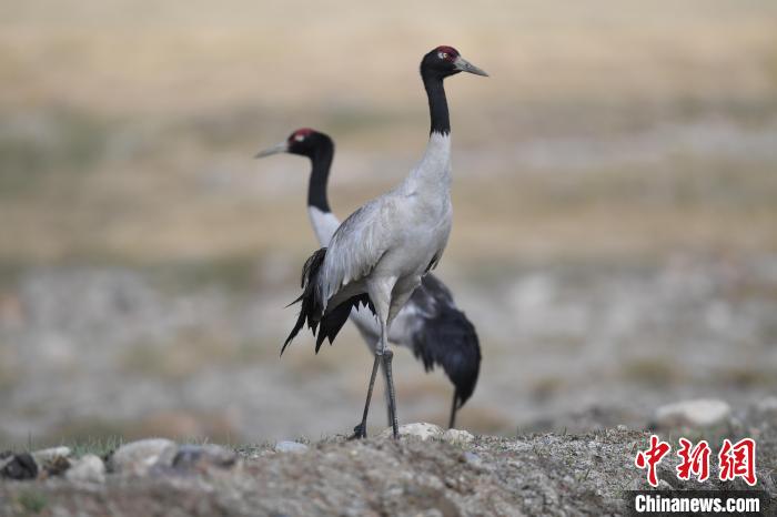 圖為在甘肅鹽池灣國家級自然保護區(qū)的一對成體黑頸鶴。(資料圖) 受訪者供圖