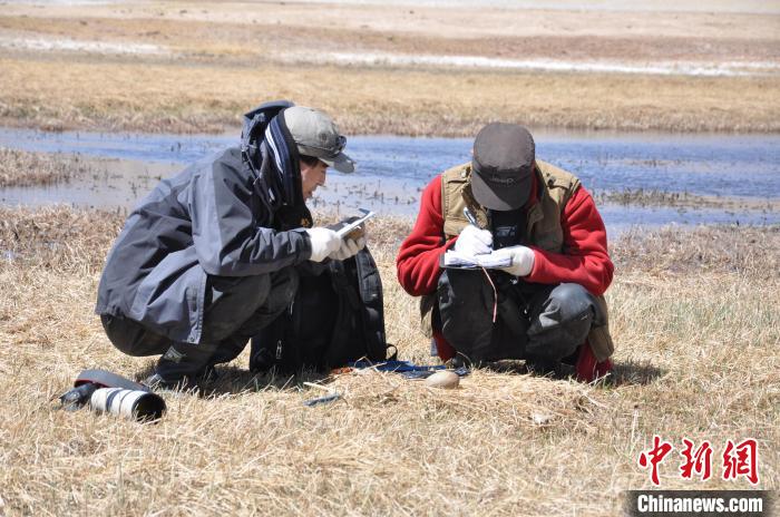 圖為色擁軍(右)在甘肅鹽池灣國家級自然保護區(qū)開展黑頸鶴巢位監(jiān)測工作。(資料圖) 受訪者供圖