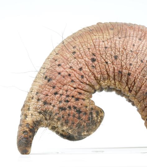 一頭雌性亞洲象鼻尖側(cè)視圖，上面有長(zhǎng)長(zhǎng)的鼻須(圖片來自Nora Deiringer)?！∈┢樟指瘛ぷ匀?供圖