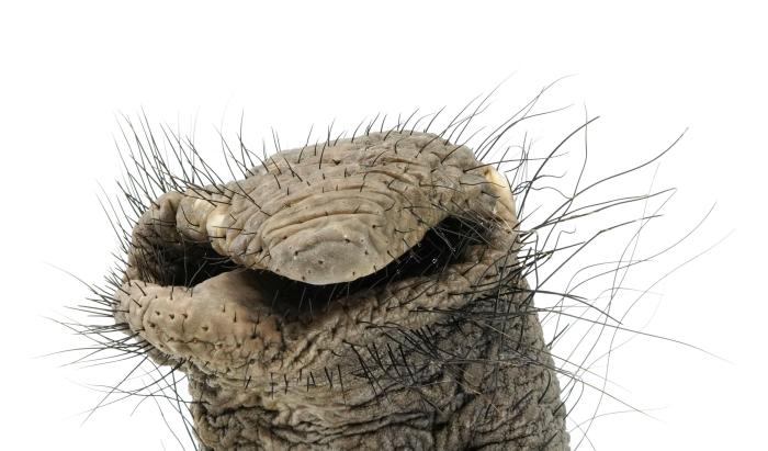 一頭雌性非洲象鼻子尖端前視圖，鼻須向兩側(cè)生長(zhǎng)(圖片來自Nora Deiringer)?！∈┢樟指瘛ぷ匀?供圖