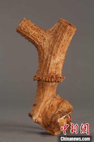 鹿角?！￡兾魇】脊叛芯吭?攝