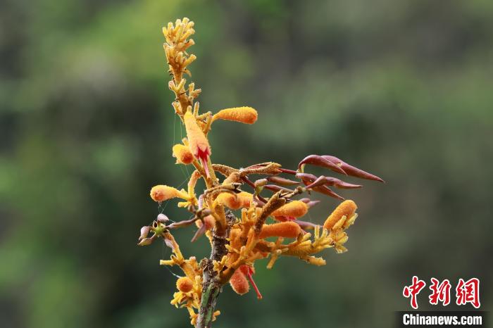 圖為廣西火桐?！∞r(nóng)正權(quán) 攝