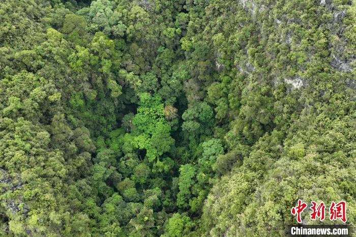 圖為洼地中上部的廣西火桐?！∞r(nóng)正權(quán) 攝