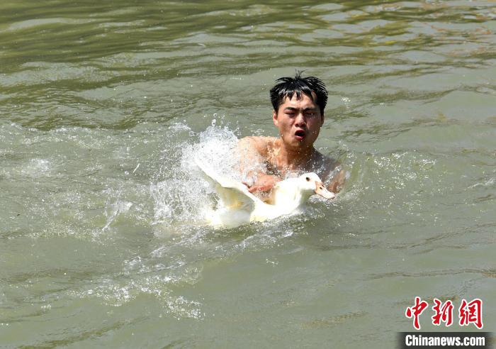 圖為海上捉鴨?！蚊?攝