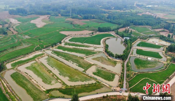 航拍肥西縣銘傳鄉(xiāng)白龍村稻鱉共養(yǎng)基地一隅?！￡惣覙?lè) 攝