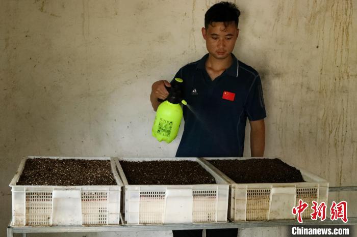 潘軍杰給正在孵化的鱉蛋補(bǔ)水保濕。　陳家樂(lè) 攝