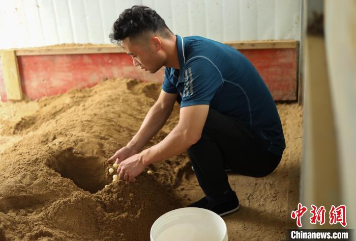 潘軍杰正在收老鱉產(chǎn)的鱉蛋。　陳家樂(lè) 攝