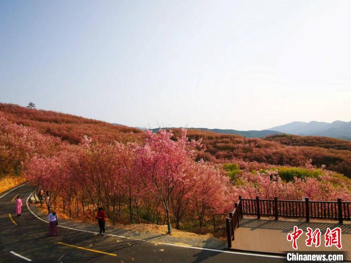 圖為簡文通的千畝櫻花綻放，蔚為壯觀?！±壮?攝