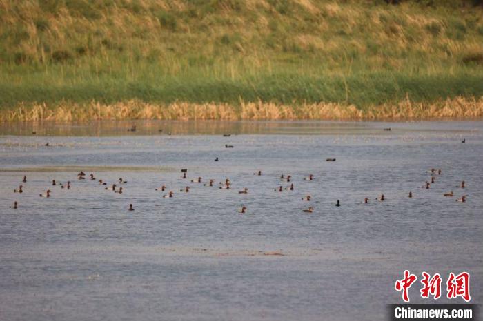 圖為紅頭潛鴨在湖中休憩覓食?！×河婪?攝
