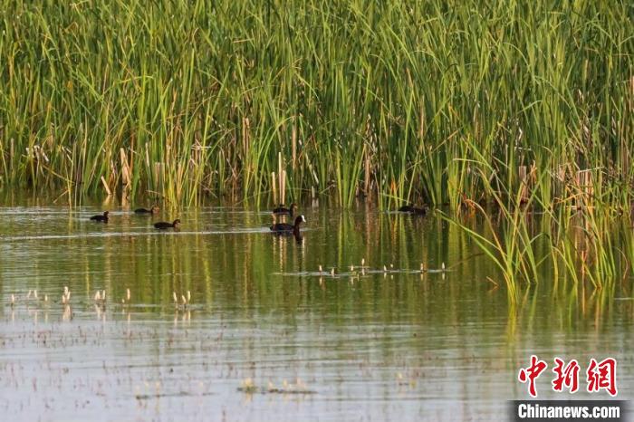 圖為白骨頂正帶著出生不久的“小精靈”在湖中游弋?！×河婪?攝