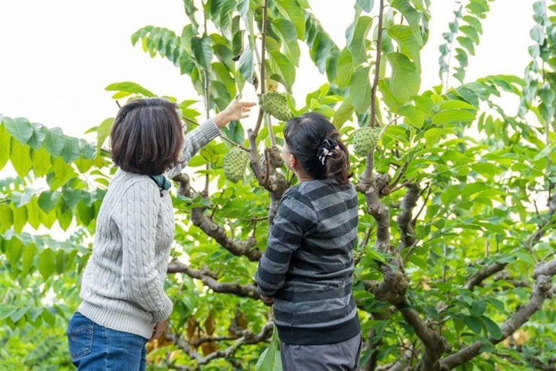 臺灣釋迦銷陸暫停638天，臺東縣長饒慶鈴積極率臺東縣府團隊為釋迦奔走，積極爭取通路。（摘自饒慶鈴臉書）