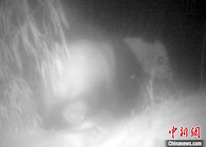 四川綿竹:5年來6次拍攝到野生大熊貓活動影像