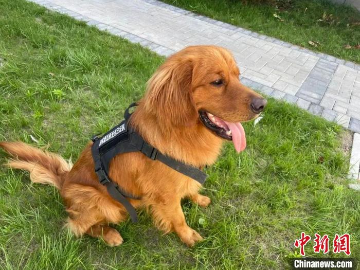 流浪金毛變身“反詐汪汪隊”隊長民警：出任務都要搶“檔期”