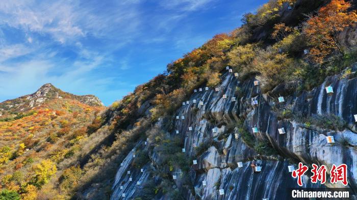 圖為北京市密云區(qū)蜂產(chǎn)業(yè)——崖蜜。　北京市密云區(qū)供圖