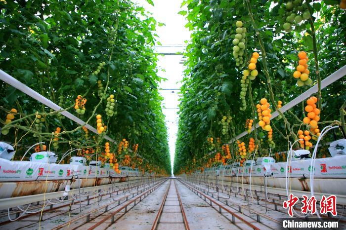 圖為北京市密云區(qū)西紅柿產(chǎn)業(yè)?！≈鬓k方供圖