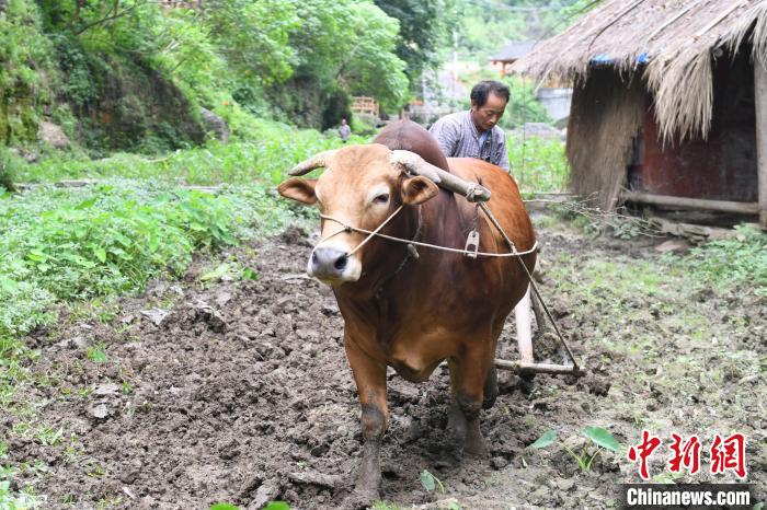 吳國安和他的“老伙計”黃牛。　楊華峰 攝