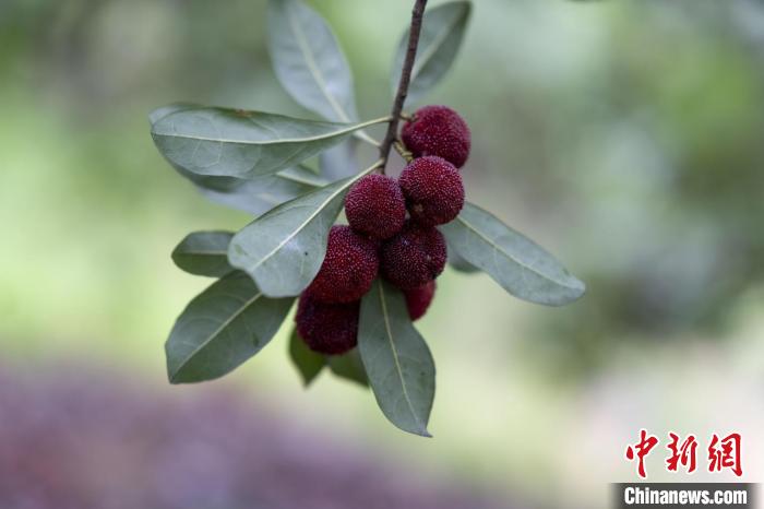 白水洋東魁楊梅。　臨海市委宣傳部供圖