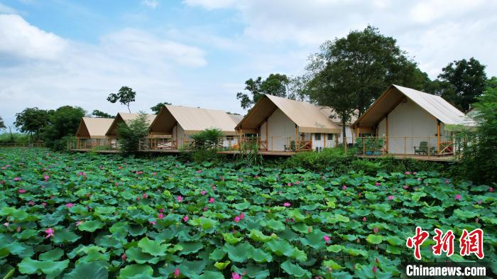 圖為貴港市港南區(qū)東津鎮(zhèn)沖口屯的夏日荷塘美景。　劉志寧 攝