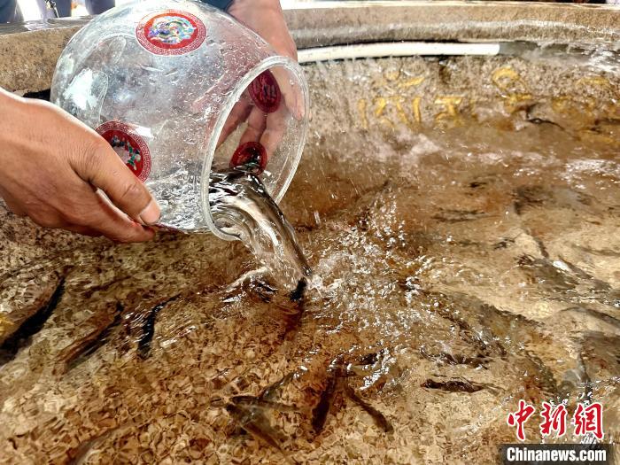 圖為當(dāng)?shù)孛癖姺帕髑嗪：沲帯！±铍h 攝