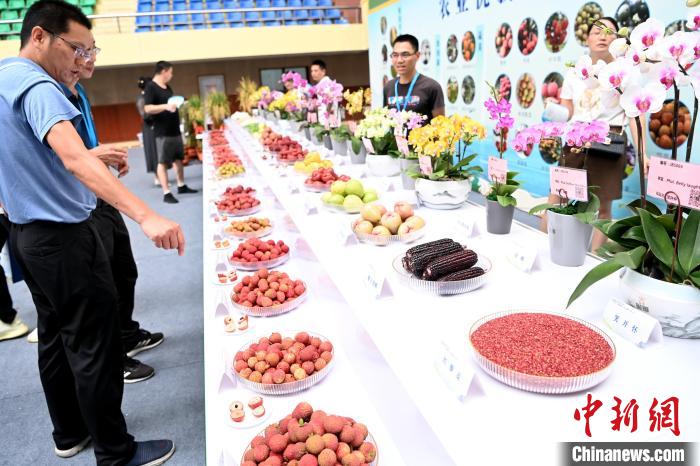 當(dāng)前，正是漳州荔枝上市高峰期，本屆茶會設(shè)置“圍爐煮茶話荔枝”版塊，現(xiàn)場品鑒荔枝?！埥鸫?攝