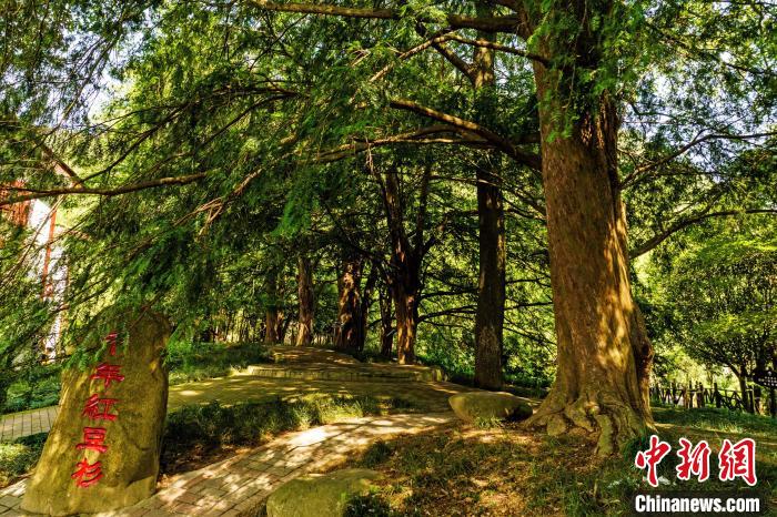 圖為江西省九江市武寧縣羅坪鎮(zhèn)長水村的千年紅豆杉群?！∴嚲?攝