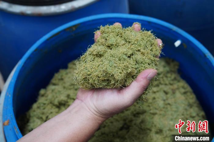 養(yǎng)牛場使用牧草、玉米、豆粕等制成的飼料?！⊥跻哉?攝