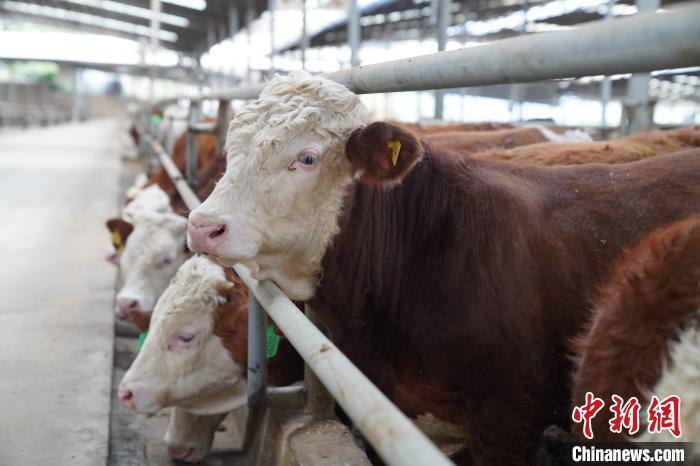 養(yǎng)牛場飼養(yǎng)的肉牛。　王以照 攝