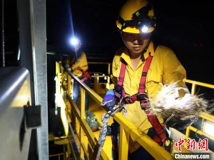 圖為“小黃人”給小鳥搬家?！『尉蓬?攝