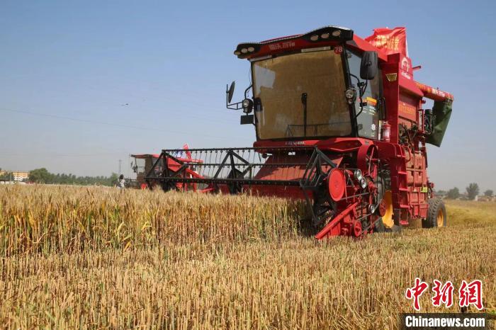 河北夏糧總產(chǎn)量達(dá)1498.6萬(wàn)噸實(shí)現(xiàn)面積、單產(chǎn)、總產(chǎn)“三增”